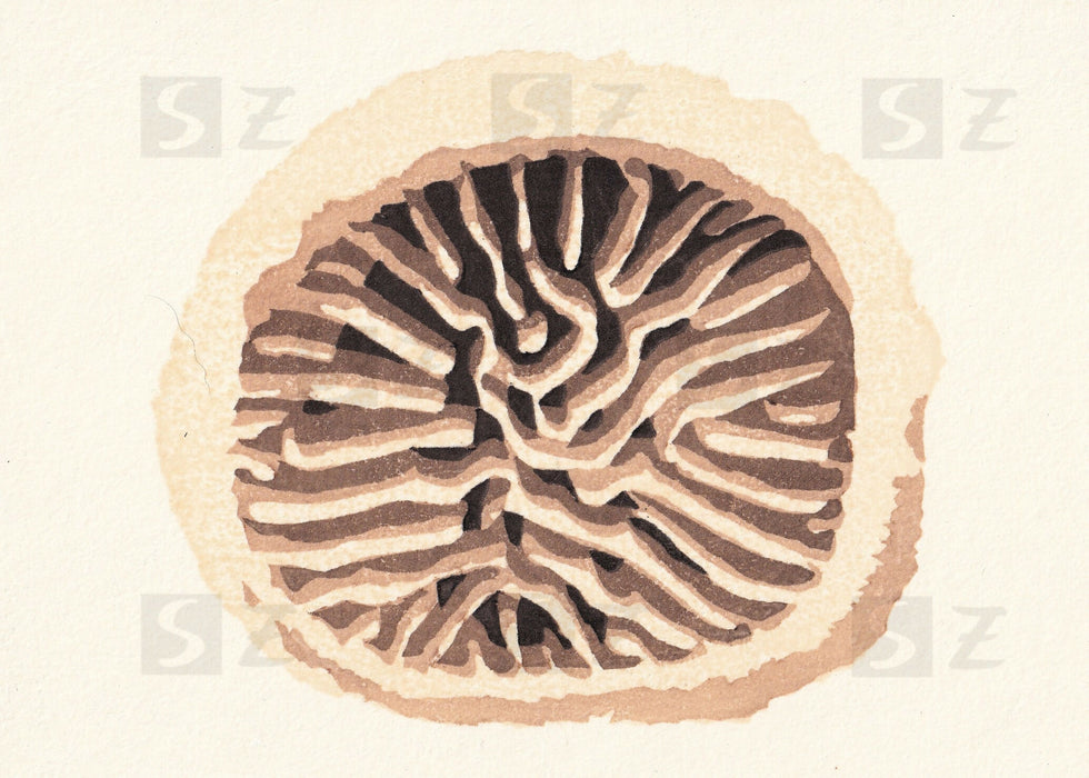 Woodblock print - oak mazegill
