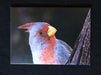 Envelope features photograph of female cardinal.
