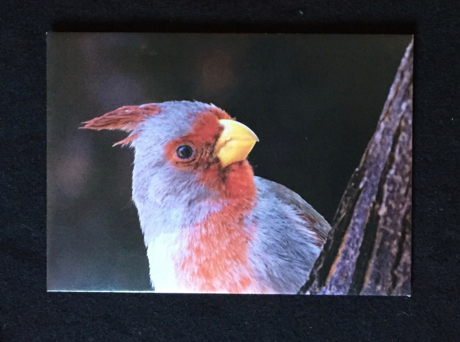 Envelope features photograph of female cardinal.