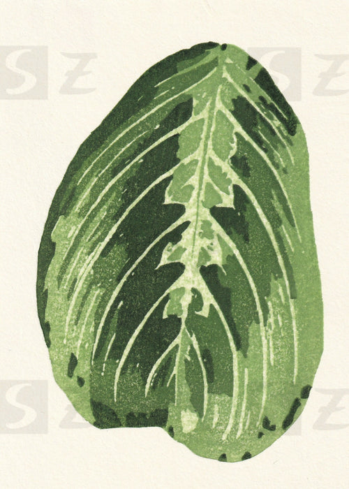 Woodblock print – calathea