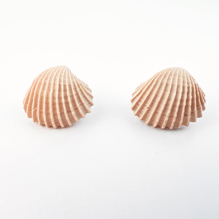 Clam Shell Stud Earrings