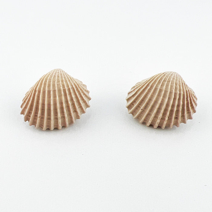 Clam Shell Stud Earrings