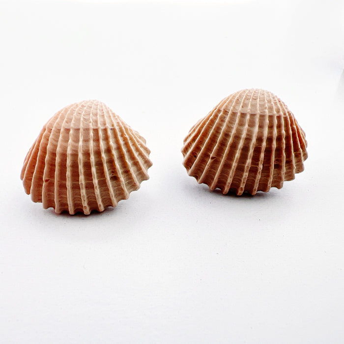 Clam Shell Stud Earrings