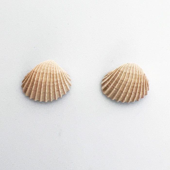 Clam Shell Stud Earrings