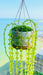 Suncatchers String of Pearls Forever Plant Suncatcher