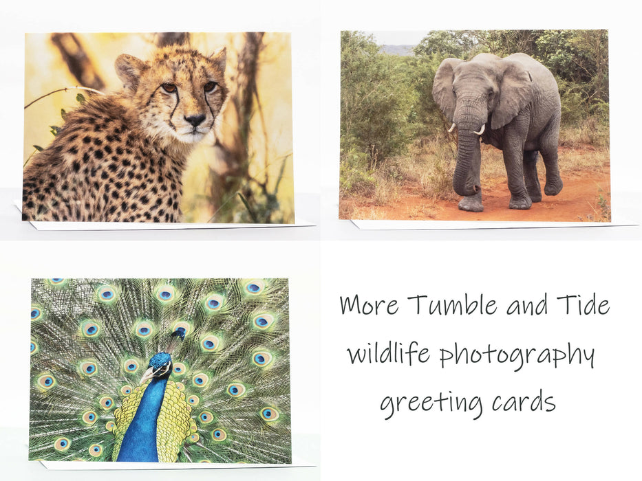 Elephant Photography Greeting Card