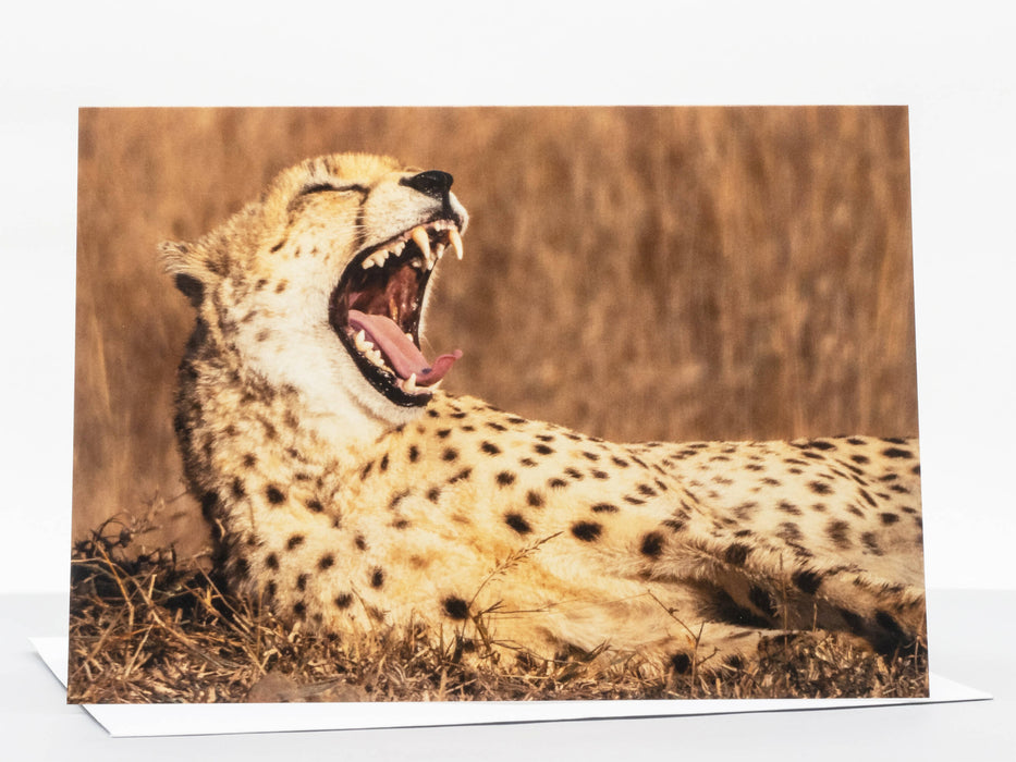 Cheetah Photography Greeting Card