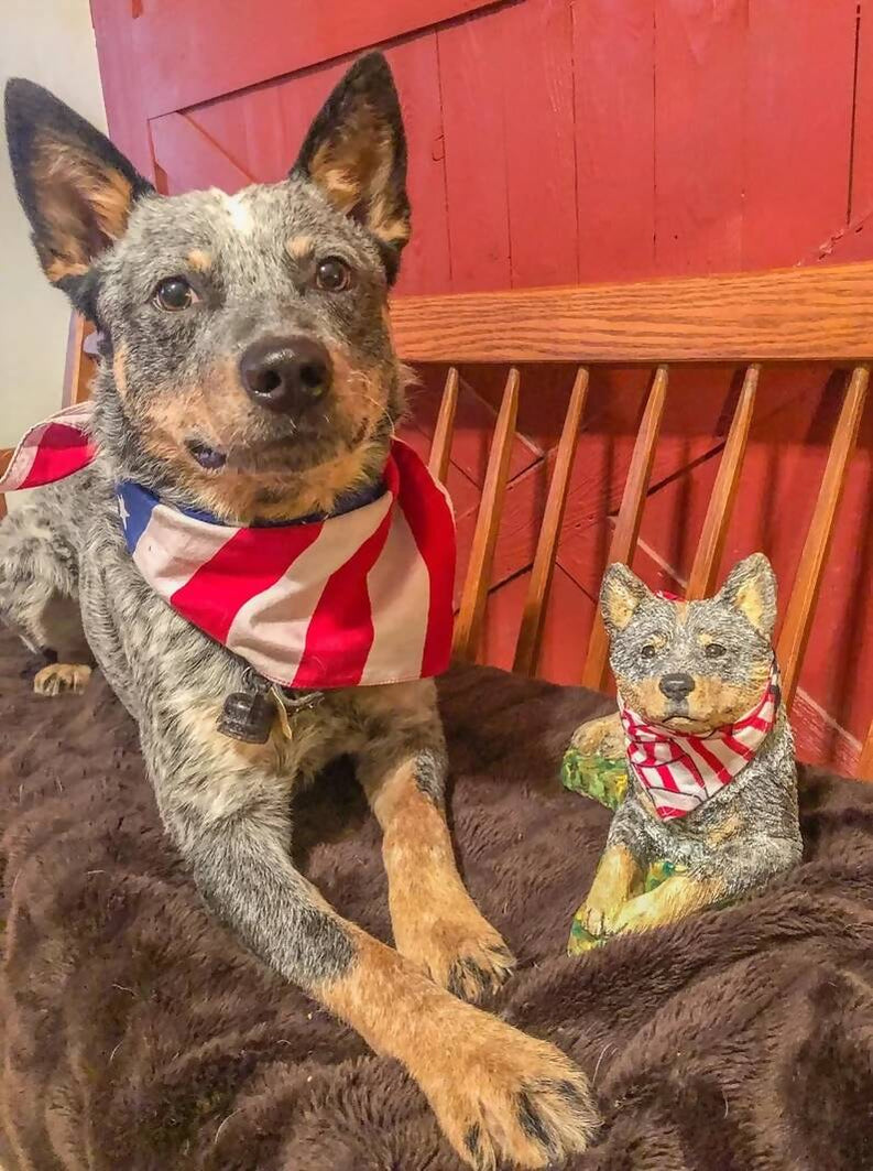 A sweet-looking Blue Heeler dog sitting on a bench next to a smaller version of itself as a realistically painted concrete statue. They are both wearing the same bandana, it's so cute!