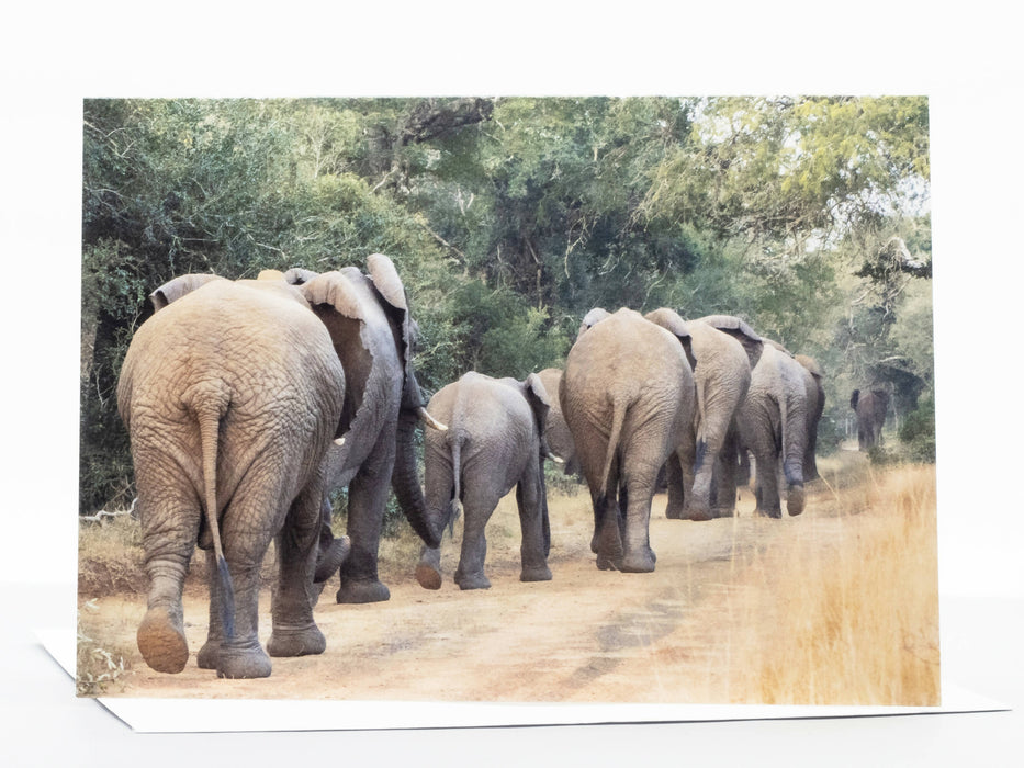 Elephant Photography Greeting Card