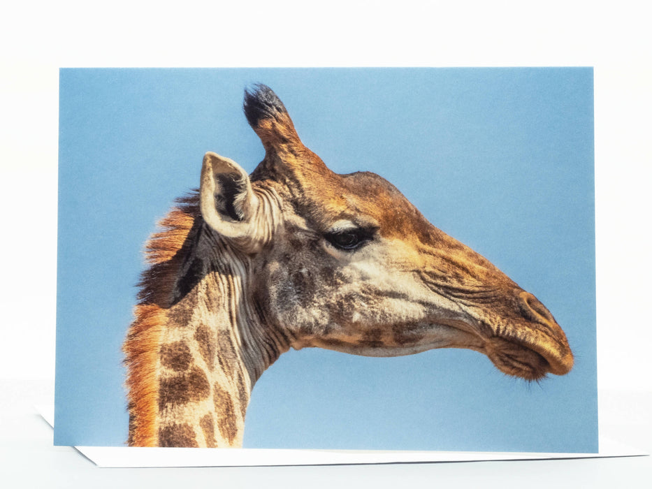 Giraffe Photography Greeting Card