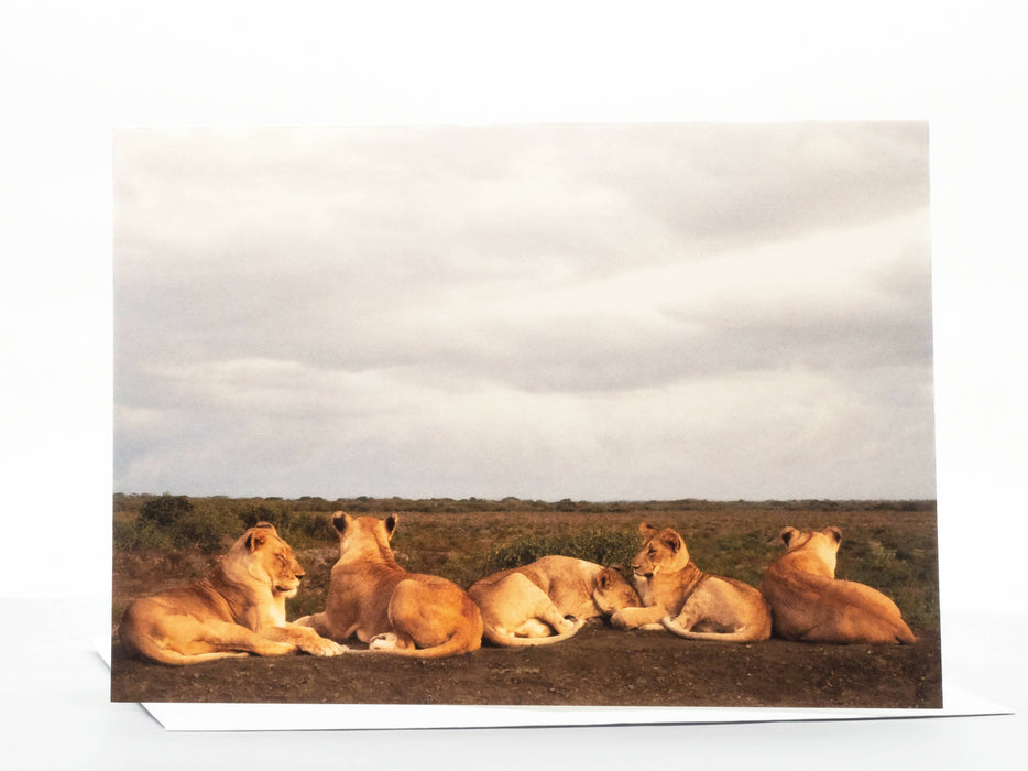 Lion Photography Greeting Card