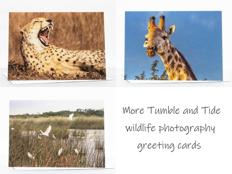 Giraffe Photography Greeting Card