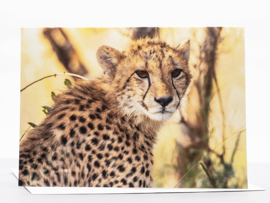 Cheetah Photography Greeting Card