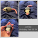 Collage of images of James the tiny knitted opossum