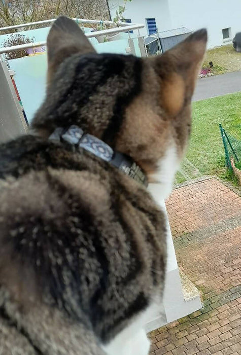 collier pour chat tissé main