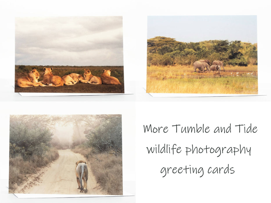 Elephant Photography Greeting Card