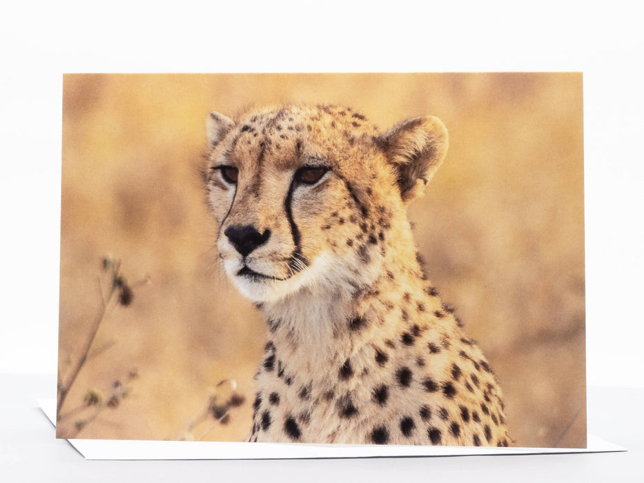 Cheetah Photography Greeting Card