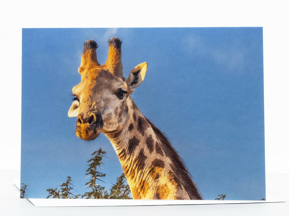 Giraffe Photography Greeting Card