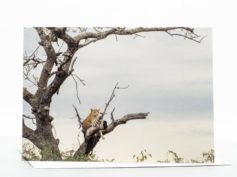 Leopard Photography Greeting Card