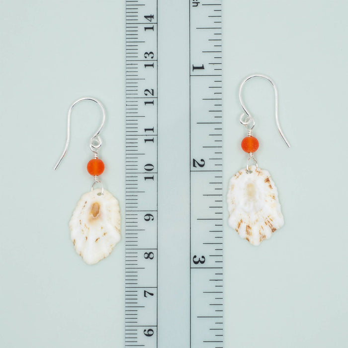 Limpet Seashell Earrings