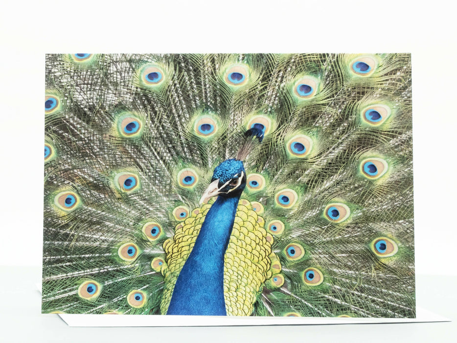 Peacock Photography Greeting Card