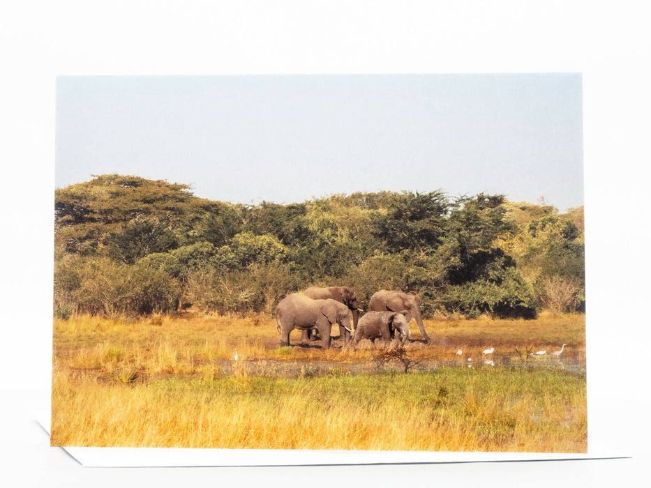 Elephant Photography Greeting Card