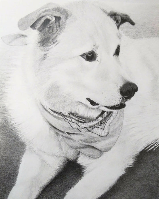 A black and white pencil drawing of a dog laying down with a bandana around it's collar.