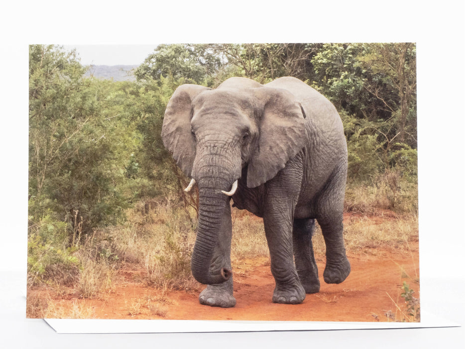 Elephant Photography Greeting Card