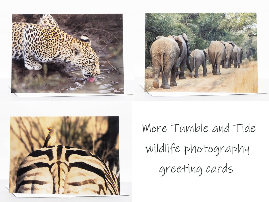 Cheetah Photography Greeting Card